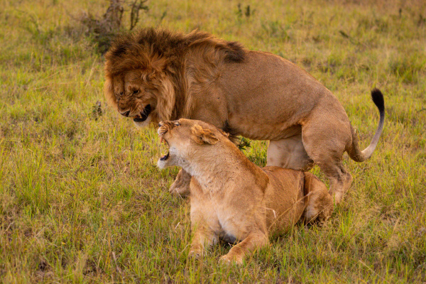 male and female lions growl after