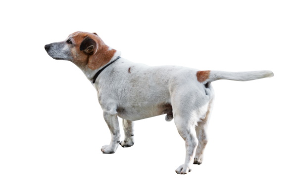 jack russell terrier dog isolated