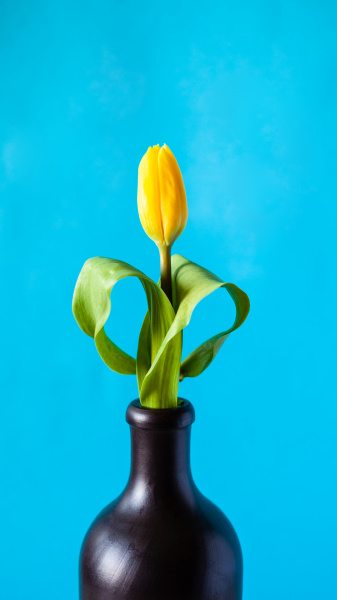 yellow tulip flower on vertical cyan