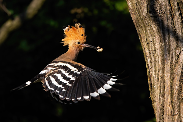 eurasian hoopoe flying and holding a