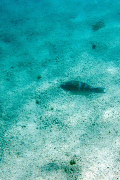 view of tropical fishes in ouvea