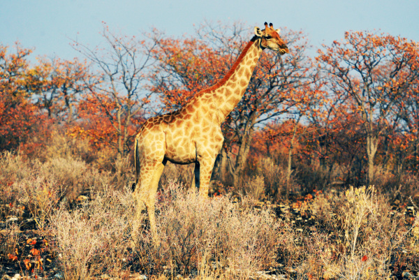 african giraffes in the etosha national
