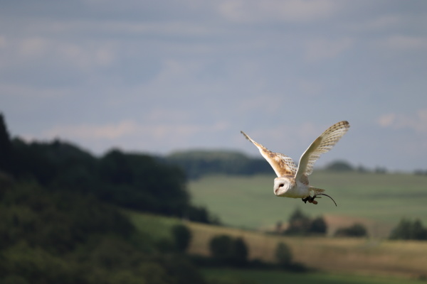 flying barn owl