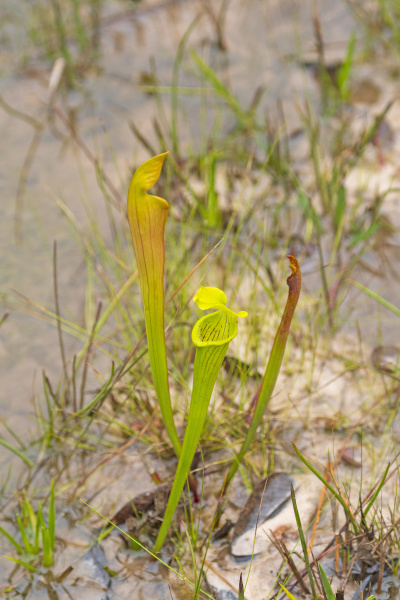 pale pitcher plant growing in a