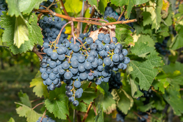 red wine grape dornfelder
