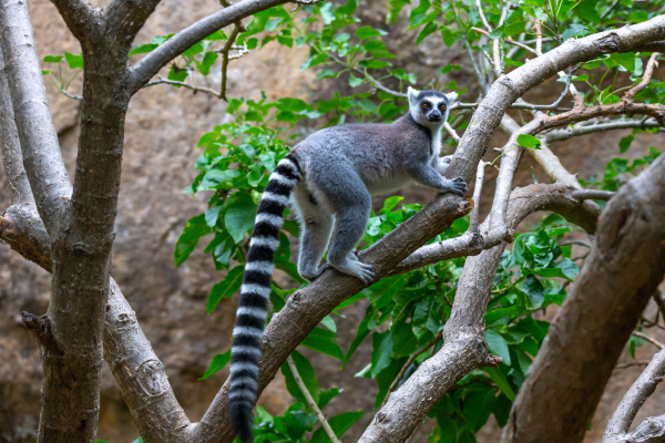 a ring tailed lemur in its