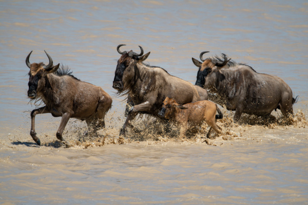 three blue wildebeest and calf cross