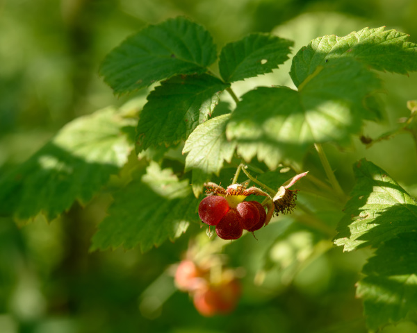 ripe berries of forest raspberries among