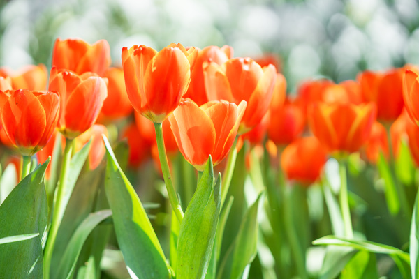 red tulips in park garden