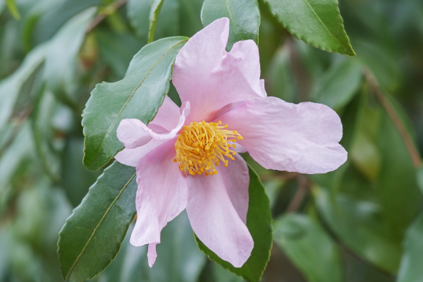 ashton s pride hybrid camellia flower