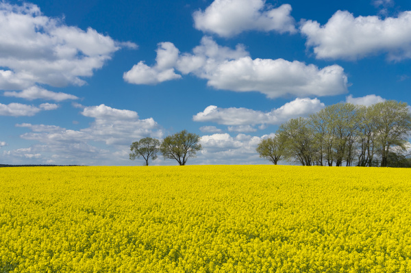 vivid colors of yellow field landscape