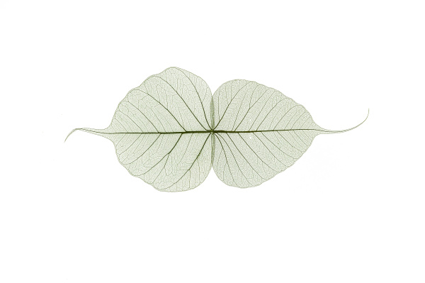 transparent skeleton leaves on a white