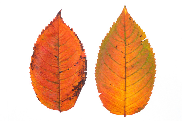 close up natural autumn leaf