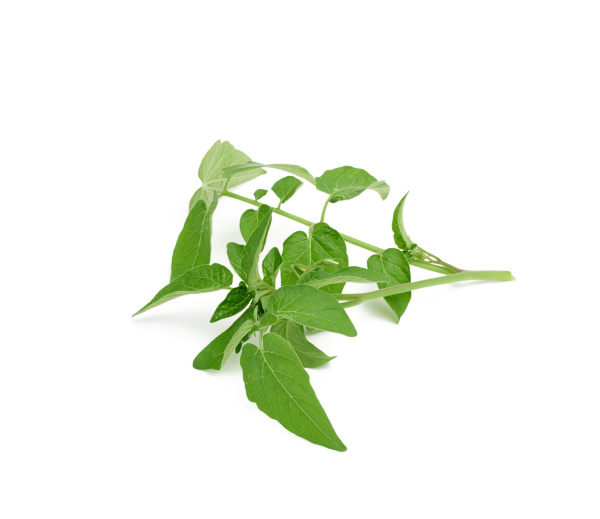 tomato branch with green leaves and