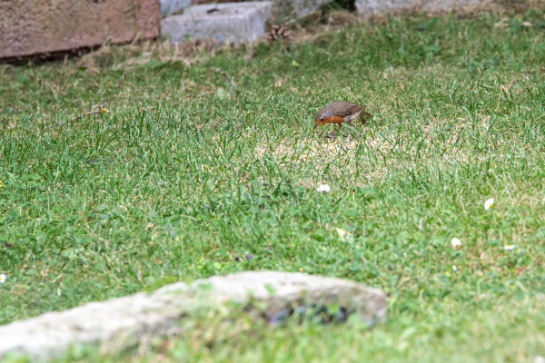 european robin eating in the grass