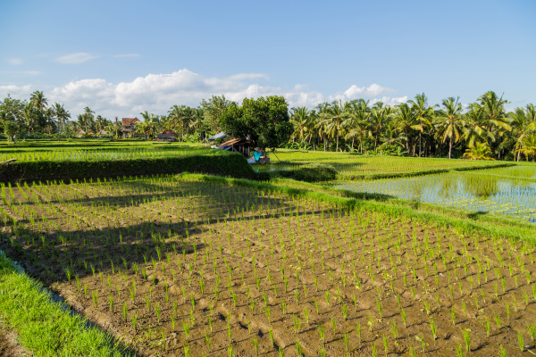 rice fields of bali