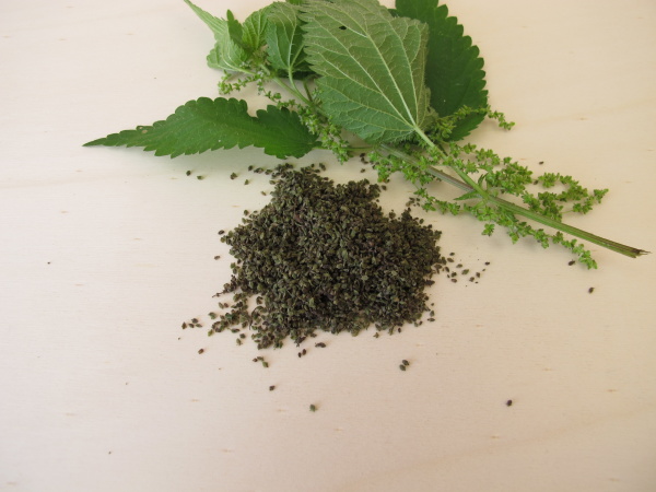 nettle and dried nettle seeds on