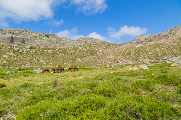 horses at the mountains