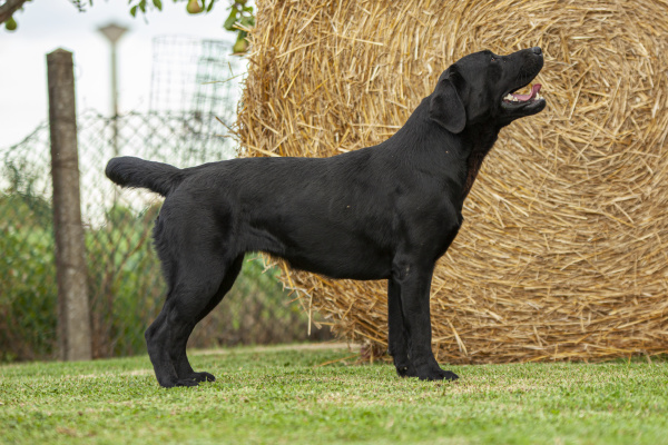 labrador dog posing 14