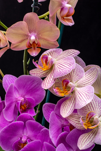 beauty colorful orchid flowers isolated on