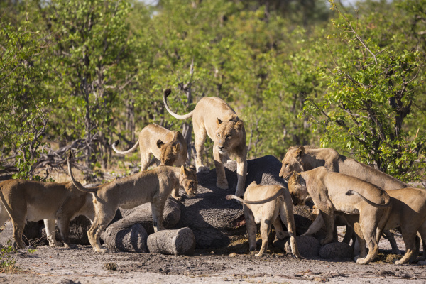 female lions feeding on a dead