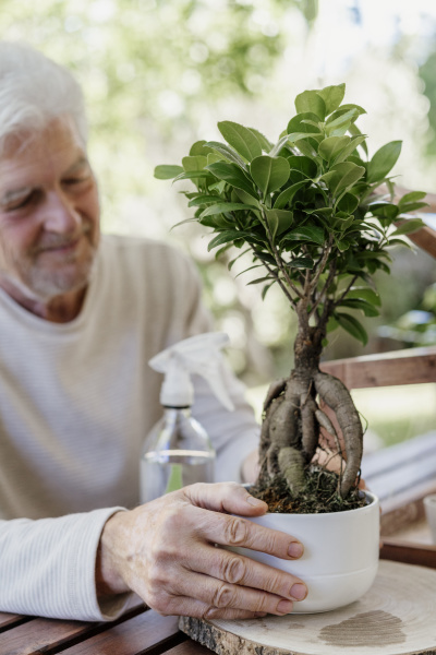 senior man holding bonsai plant