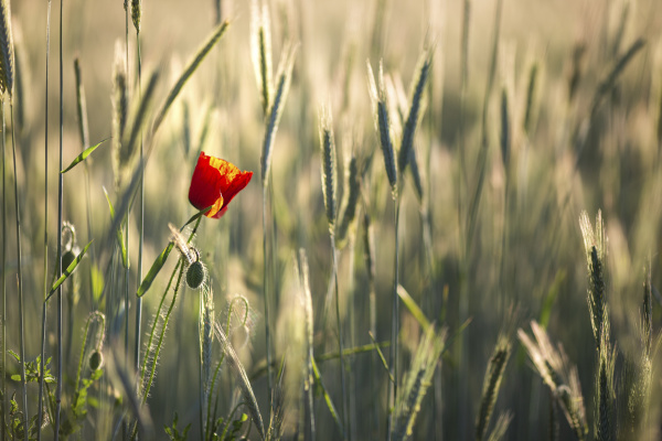 single red poppy in wheat field