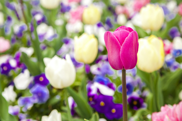 flowerbed of colorful tulips