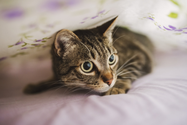 portrait of tabby cat hiding under
