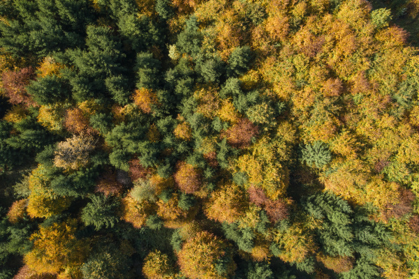 drone view ofdeciduousforest in autumn