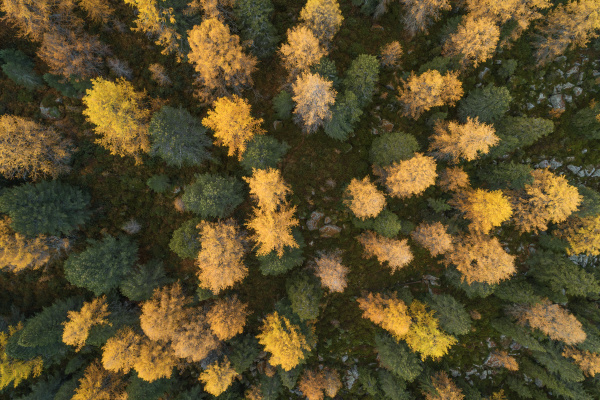 drone view of larch forest in