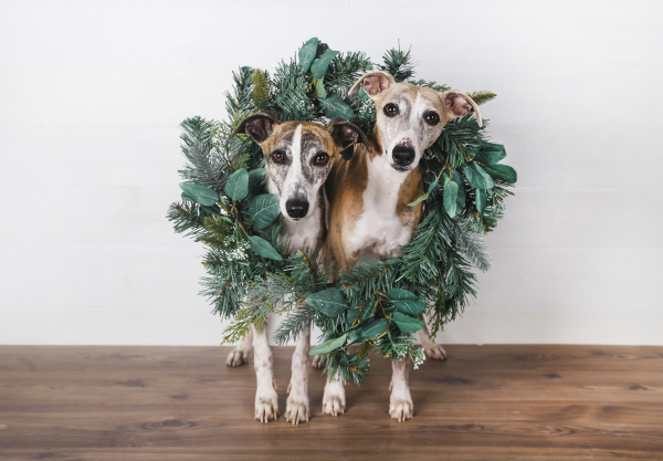christmas wreath around dogs on hardwood