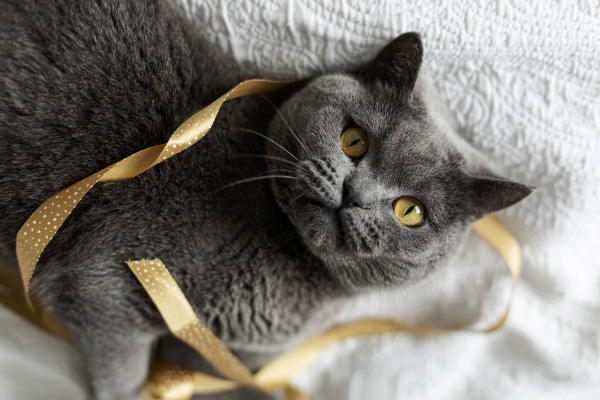 portrait of grey cat lying on