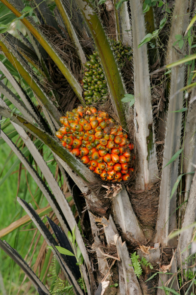 oil palm plantation in southern bahia