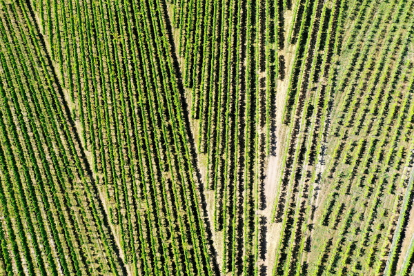 vineyard from above with paths and