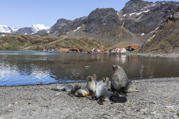 antarctic fur seal harem arctocephalus