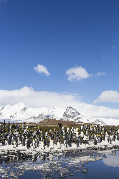 adult king penguins aptenodytes patagonicus