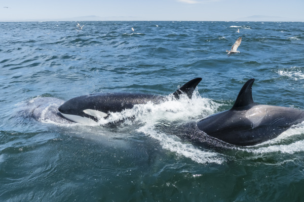 transient killer whales orcinus orca