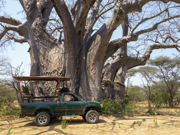 a large african baobab adansonia