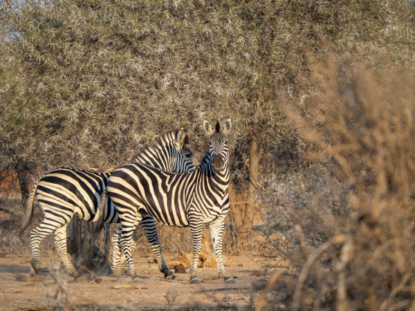 adult plains zebras equus quagga