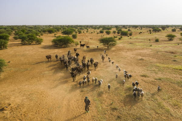 aerial of cattle moving to a