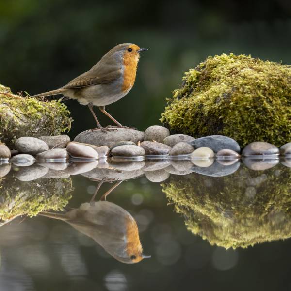 robin reflected in a garden pond