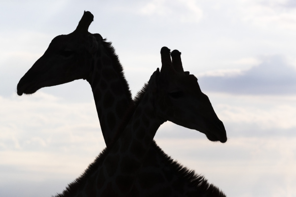 giraffe giraffa camelopardalis males