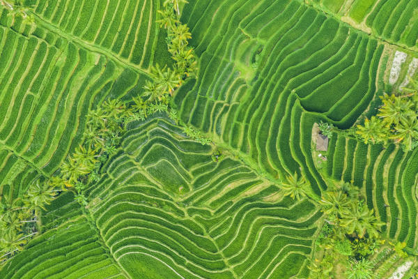 drone view of the bali rice