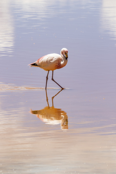 flamingo wading in laguna colorada