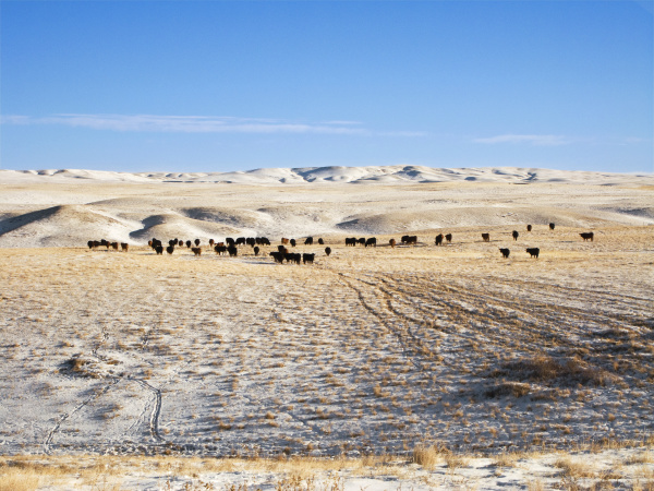 livestock herd of black