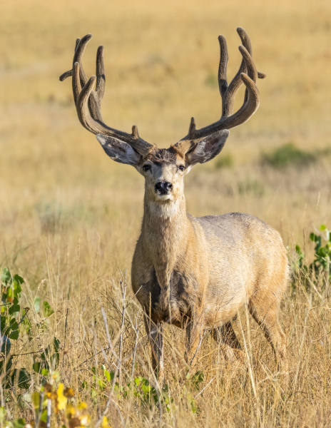 mule deer buck odocoileus hemionus