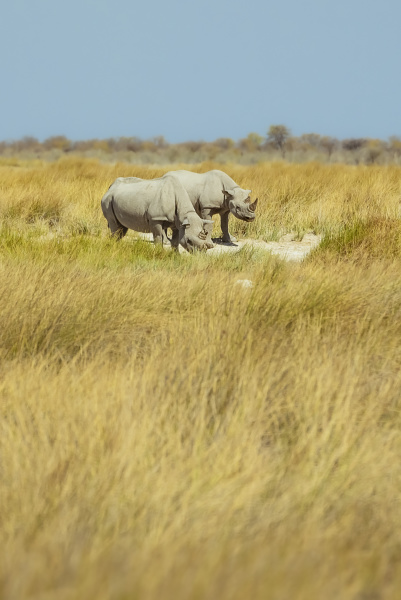 black rhinoceros diceros bicornis