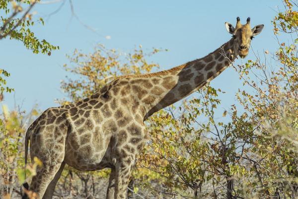 giraffe giraffa etosha