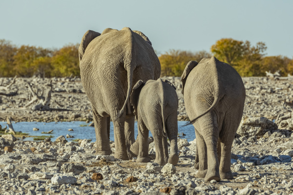 african elephant family loxodonta